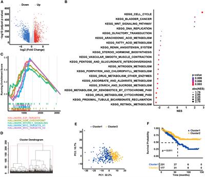 Transcriptomic correlates of cell cycle checkpoints with distinct prognosis, molecular characteristics, immunological regulation, and therapeutic response in colorectal adenocarcinoma